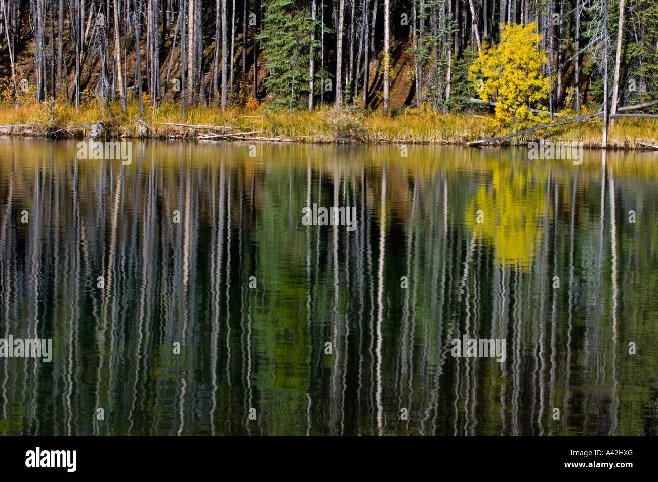 Lodgepole pino, Aspen e riflessioni di Herbert Lake, il Parco Nazionale di Banff, Alberta, Canada Foto Stock