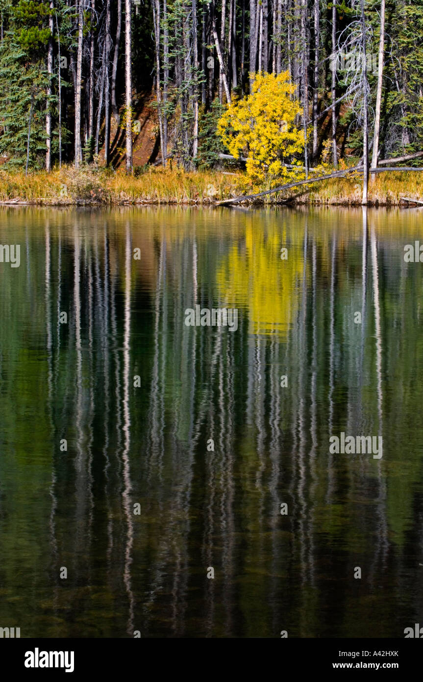 Lodgepole pino, Aspen e riflessioni di Herbert Lake, il Parco Nazionale di Banff, Alberta, Canada Foto Stock