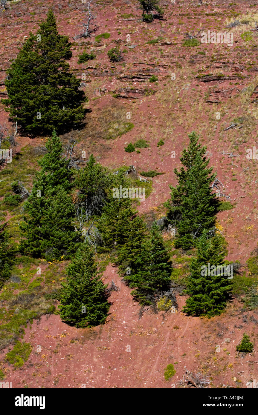 Alberi di pino colonizzare un rosso argillite pendenza, Parco Nazionale dei laghi di Waterton, Alberta, Canada Foto Stock