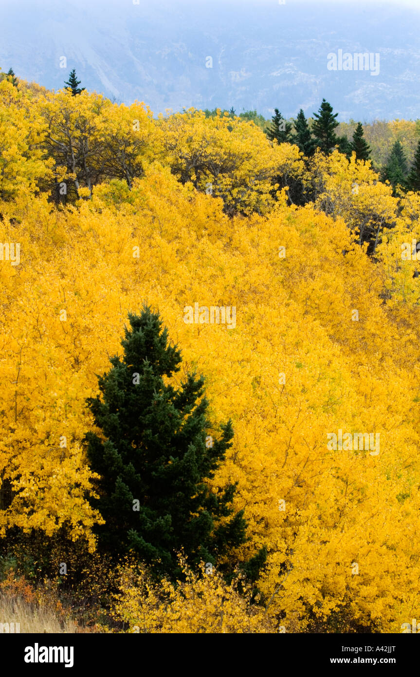 Autunno aspens e pino, il Parco Nazionale dei laghi di Waterton, Alberta, Canada Foto Stock