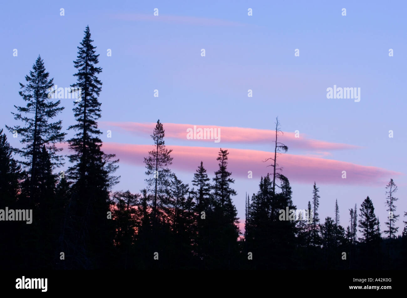 Luce della Sera sulle nuvole lenticolari con sagome di pino, Parco Nazionale di Yoho, British Columbia, Canada Foto Stock