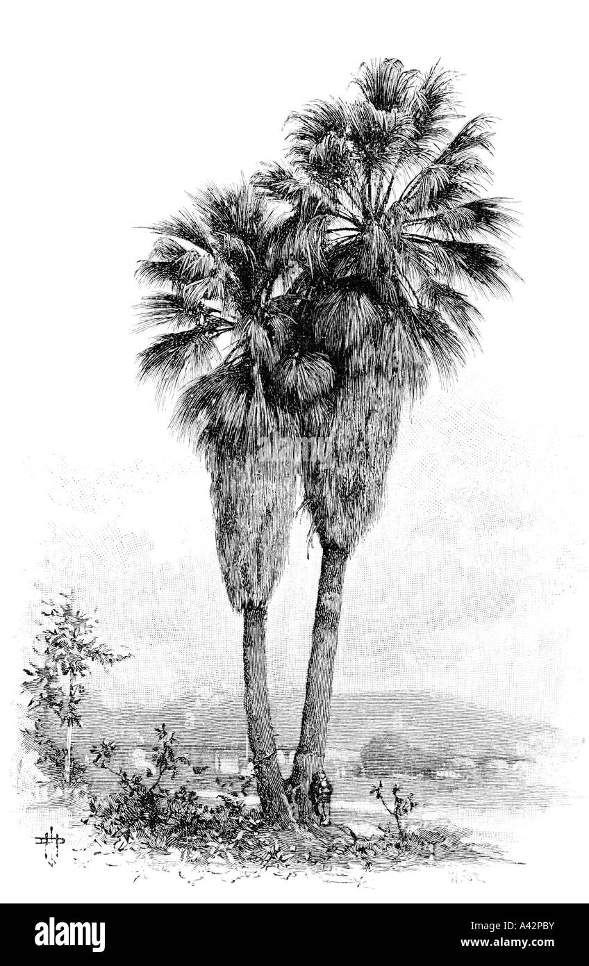 Incisione di una ventola di Palm Foto Stock