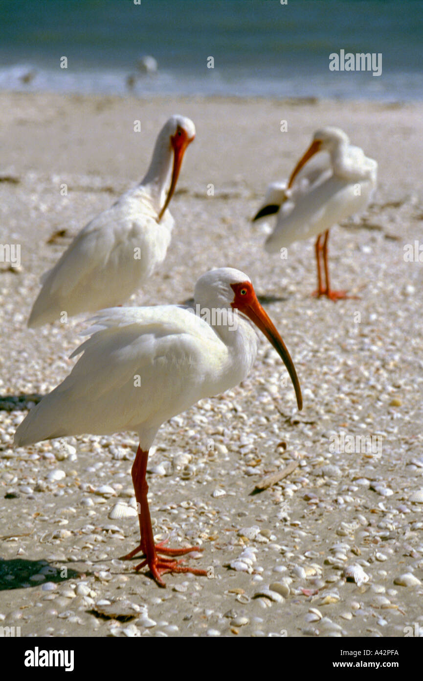 Uccelli dell'ibis Foto Stock