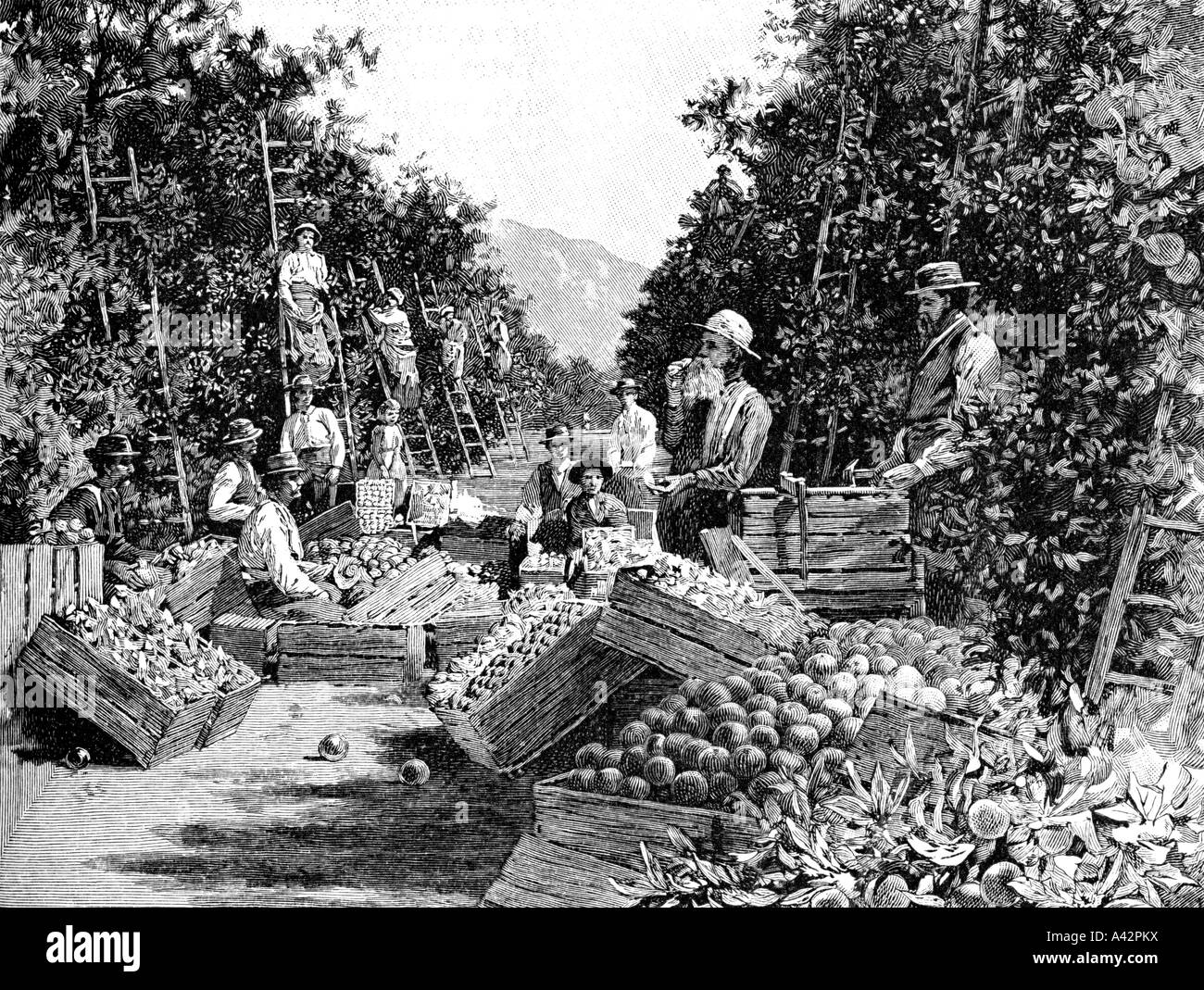 Incisione di orange grove Foto Stock