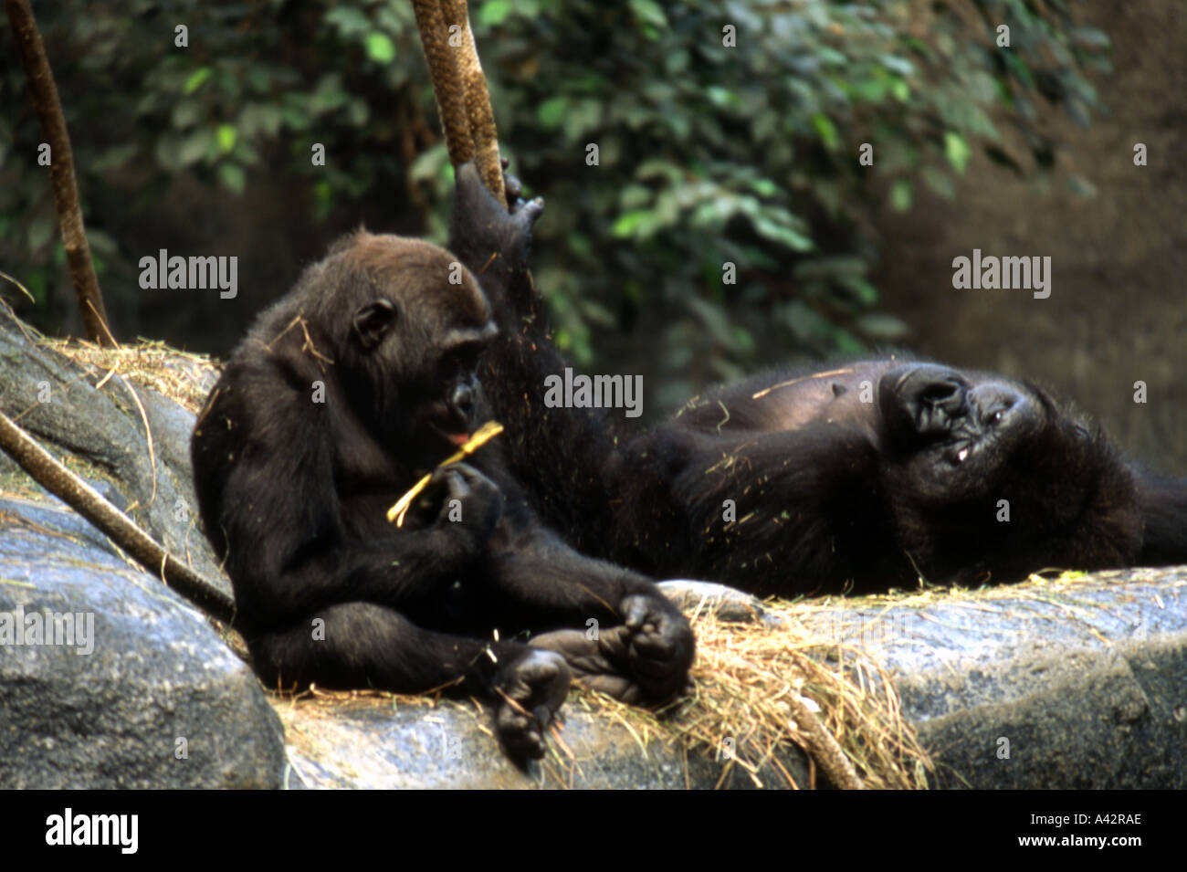 Gorilla s appoggiata Foto Stock
