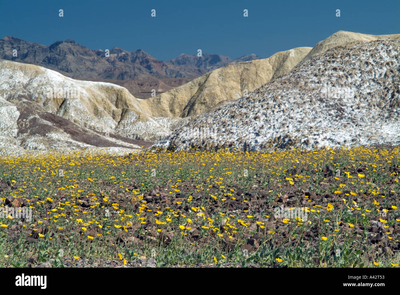 Fiori Selvatici florish nella Valle della Morte dopo più pesanti piogge normali in inverno e la primavera del 2005 Foto Stock
