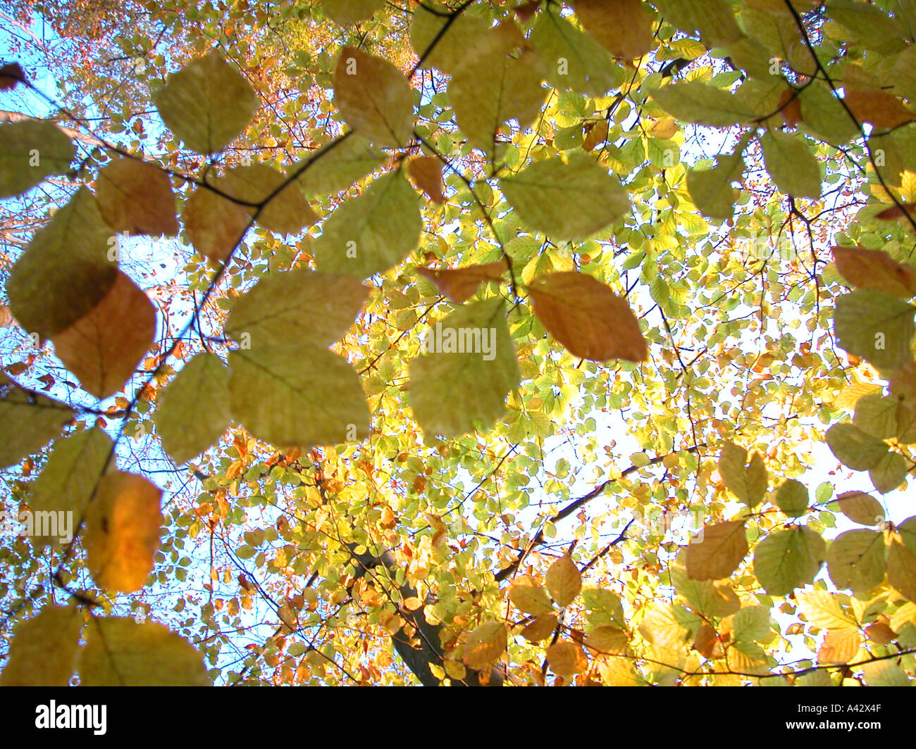 Il fogliame di foglie di colore giallastro Foglie di autunno Foto Stock