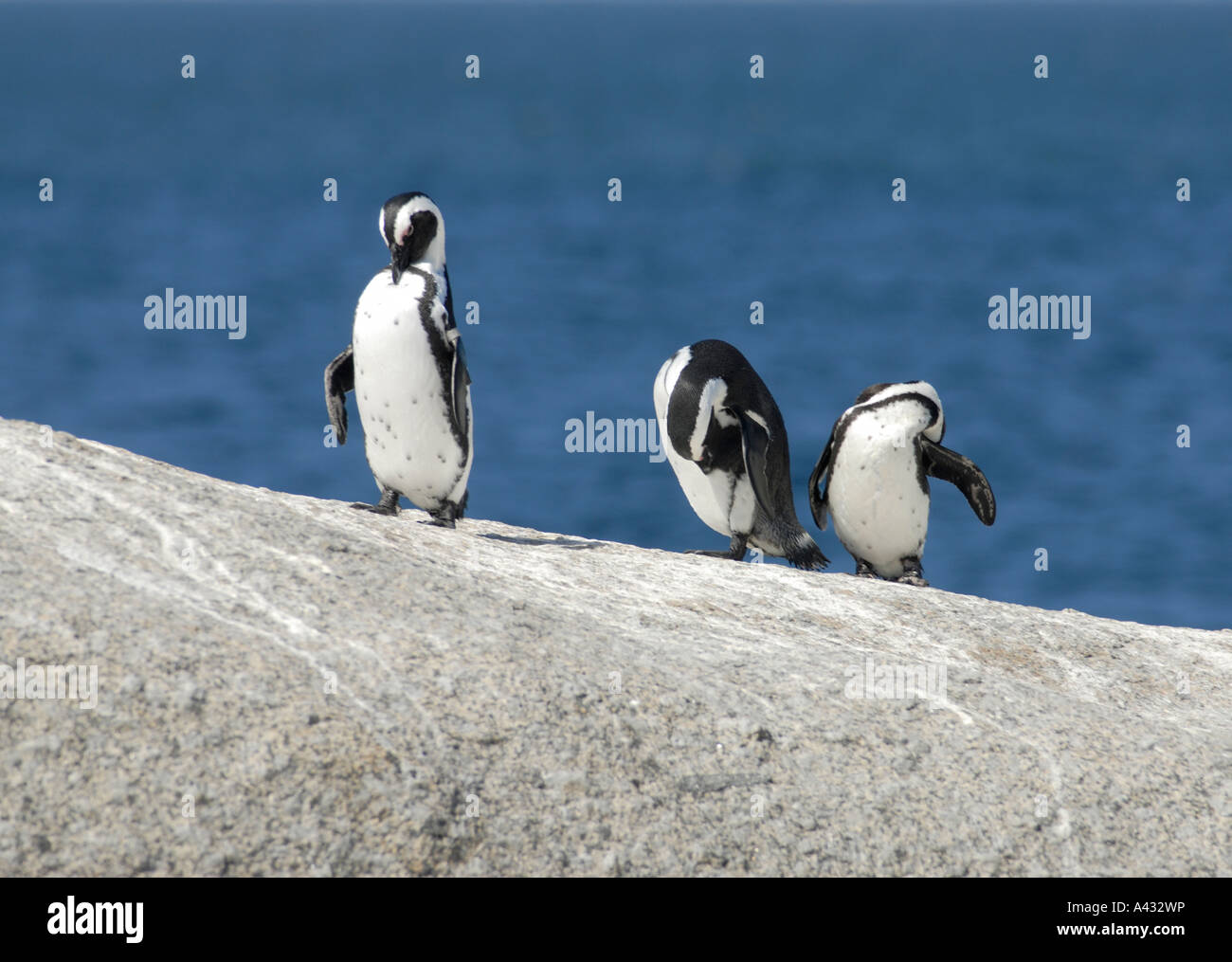 Tre africani o i pinguini Jackass Spheniscus demersus in piedi su una roccia e governare se stessi Foto Stock