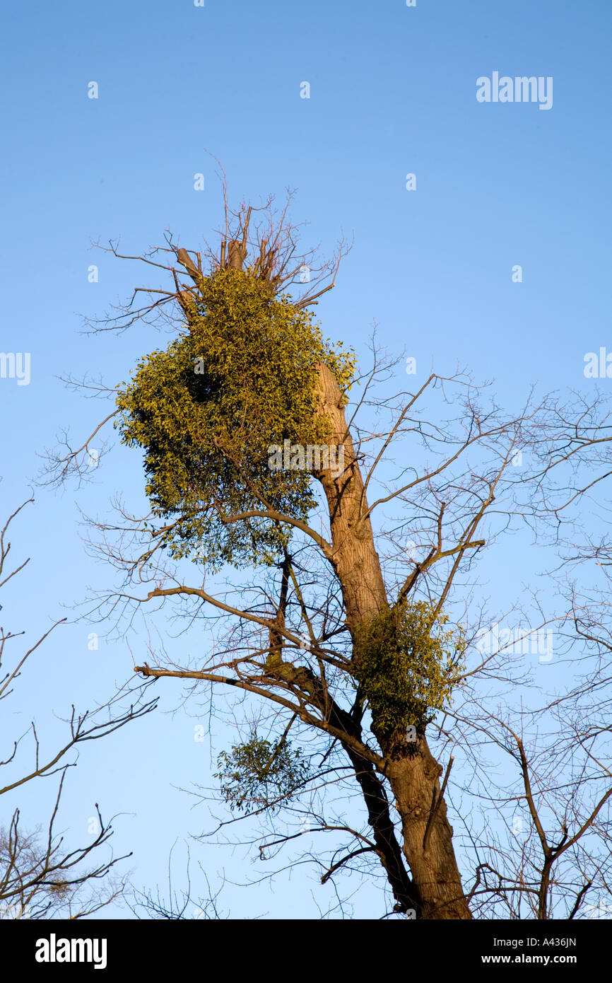 Vischio a Bushy Park Middlesex, vicino a Hampton Court Palace Regno Unito Foto Stock