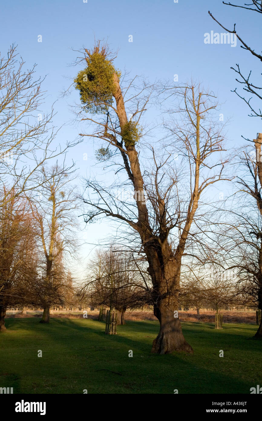 Vischio a Bushy Park Middlesex, vicino a Hampton Court Palace Regno Unito Foto Stock