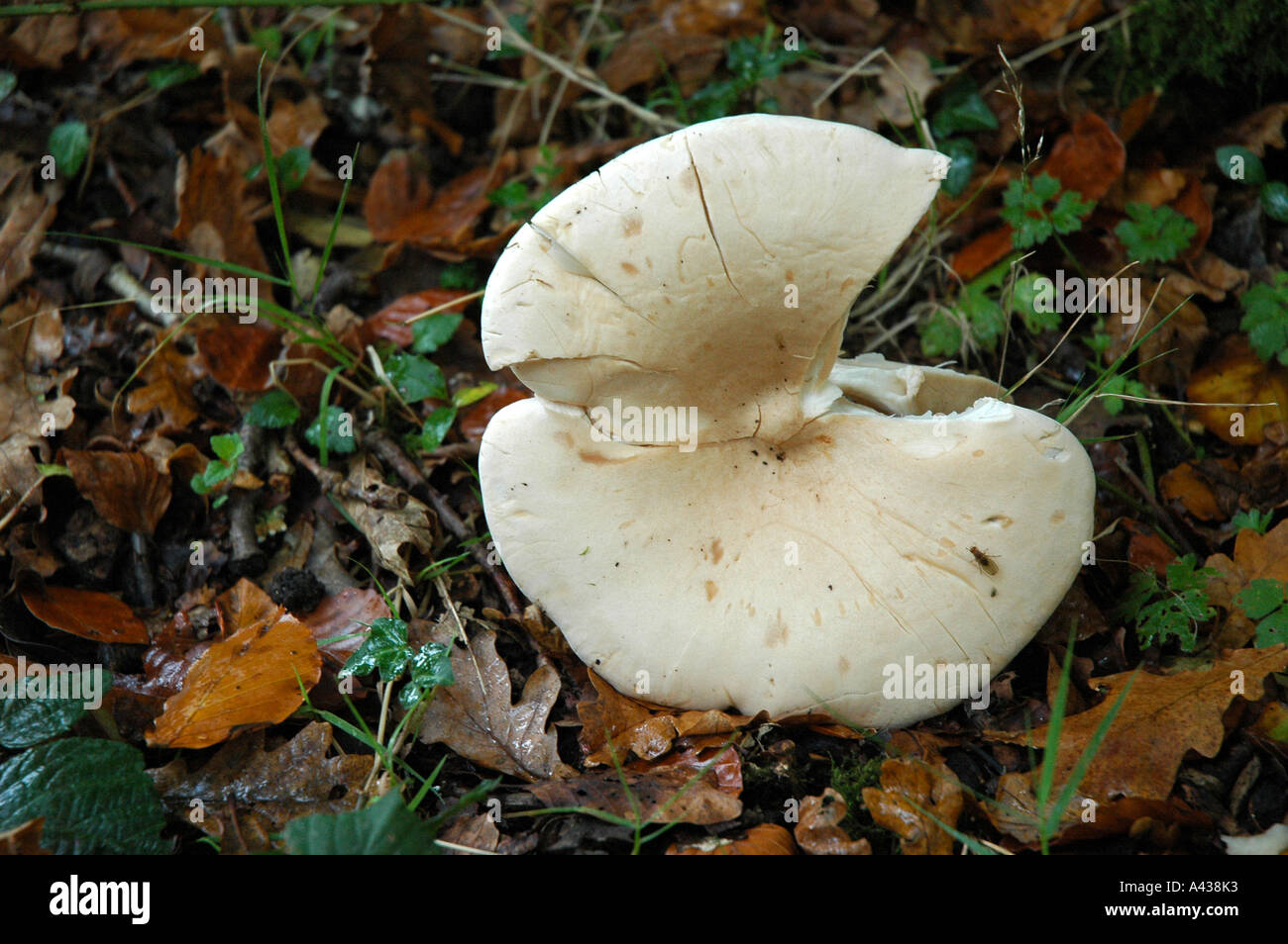 Testa a fungo sul terreno Foto Stock