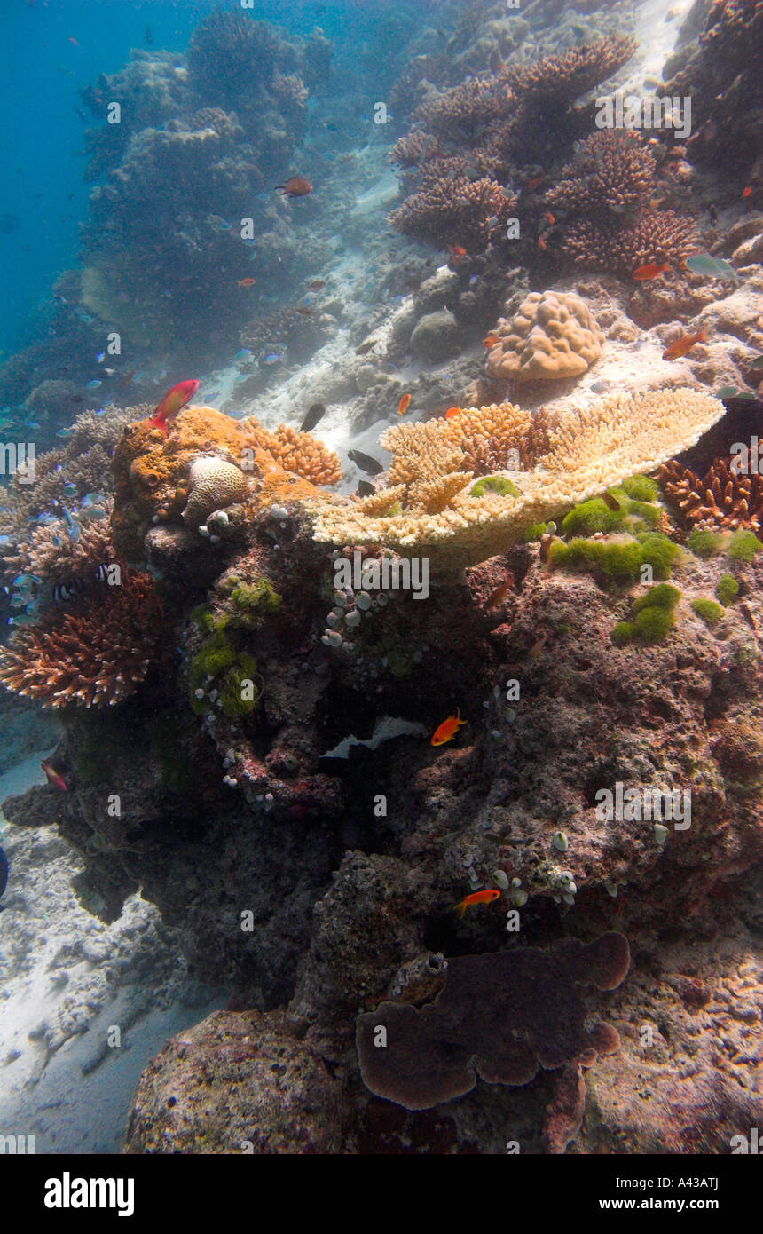 Un bel tavolo il corallo sulla barriera corallina, Fihalhohi, Maldive. Foto Stock