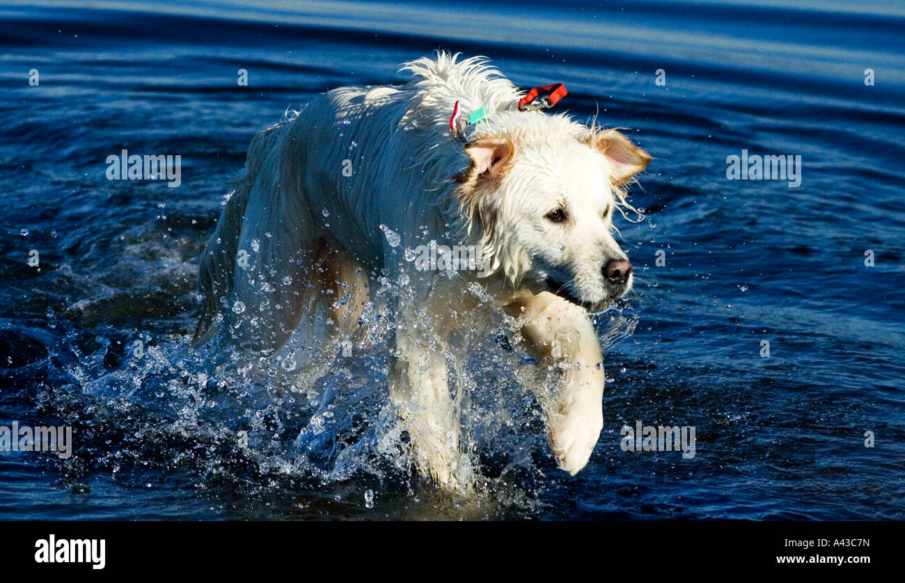 Cane in acqua agitando, Golden Retriever. Foto Stock