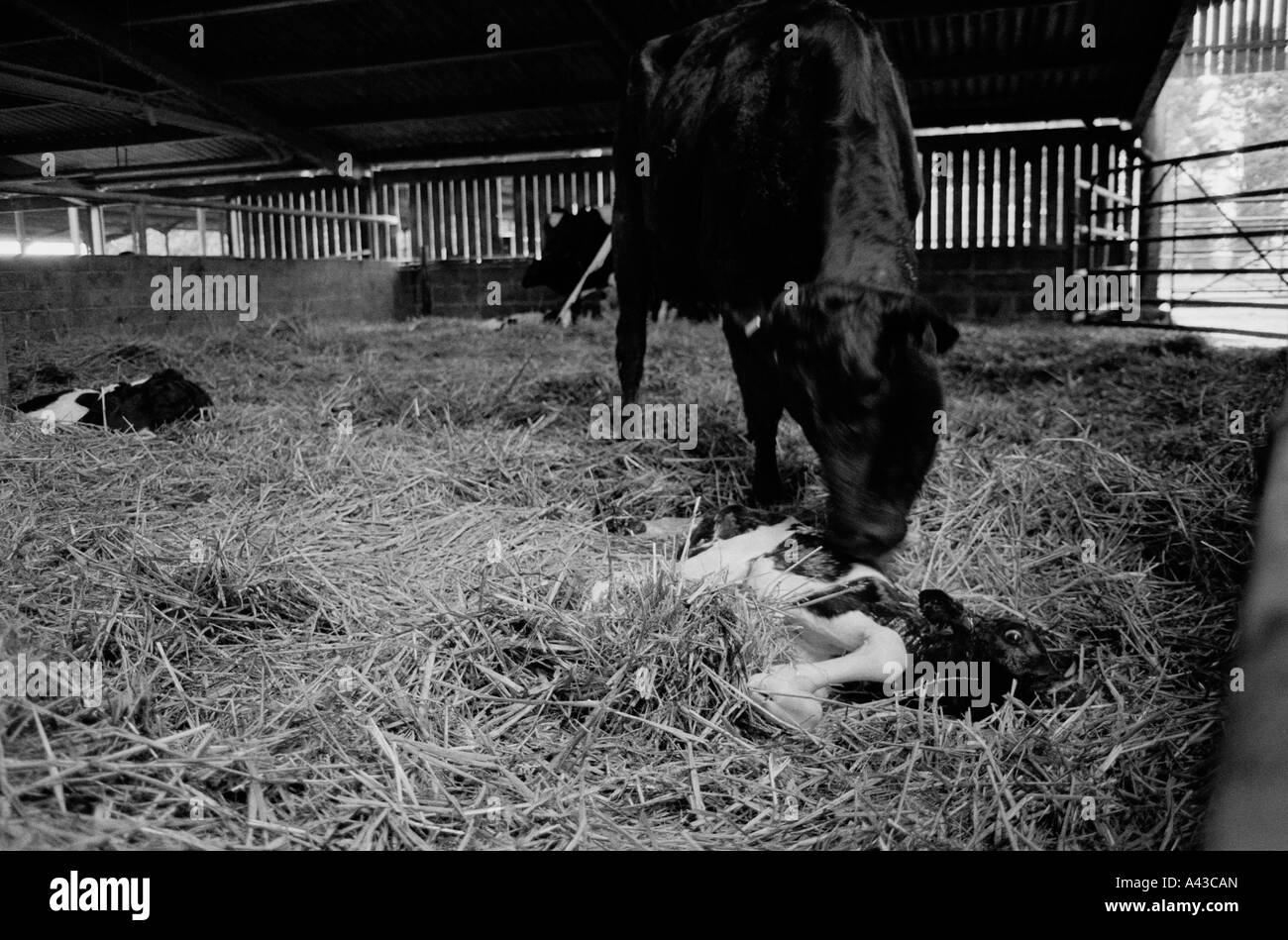 G.B. Inghilterra, Devon. Parto sparso su Quickes Fattoria. 2002. Foto Stock
