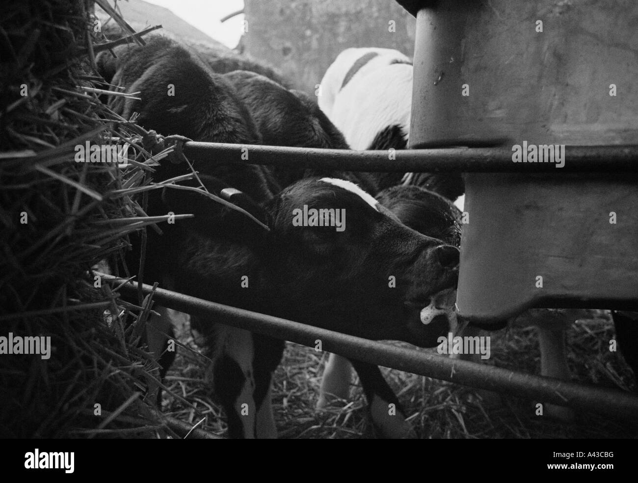 G.B. Inghilterra, Devon. Parto sparso su Quickes Fattoria. 2002. Foto Stock