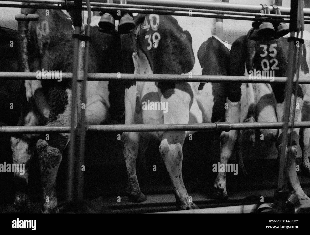 G.B. Inghilterra, Devon. Sala di mungitura presso la fattoria Quickes station wagon. 2002. Foto Stock