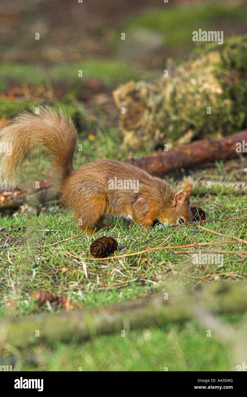 Scoiattolo rosso Sciurus vulgaris seppellimento di cibo, nel Parco Nazionale di Cairngorms, Aberdeenshire. Foto Stock