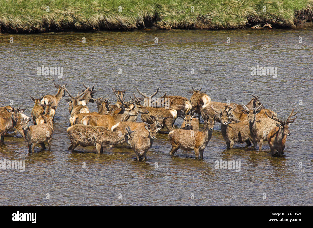 Allevamento di cervi cervi in piedi nel fiume Dee vicino a Braemar, Cairngorms National Park. Foto Stock