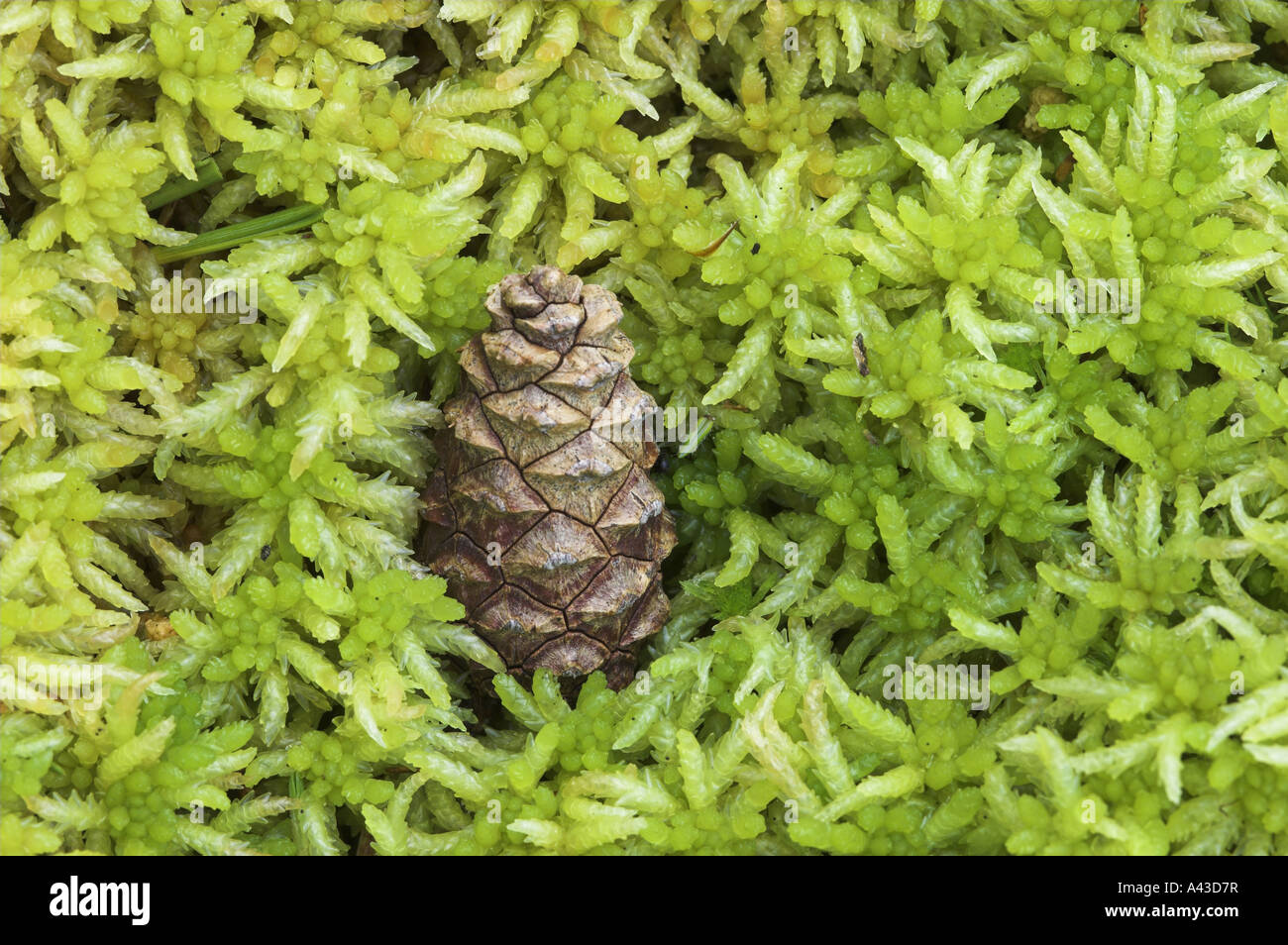 Caduto il cono di pino silvestre tra bog moss sul pavimento della foresta Rothiemurchus vicino a Aviemore. Foto Stock