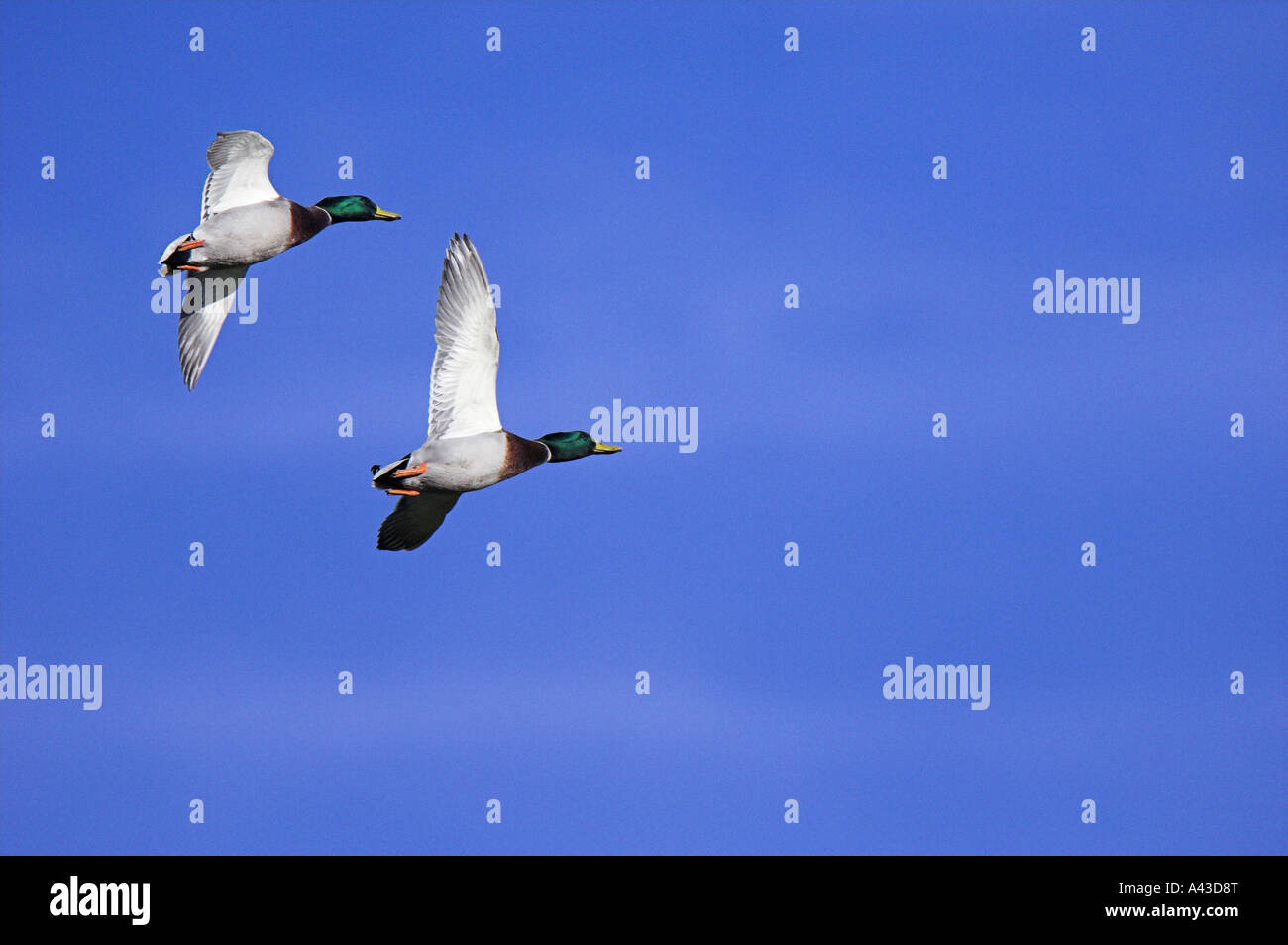 Due adulti germani reali (Anas platyrhynchos) sorvolano Inghilterra. Foto Stock