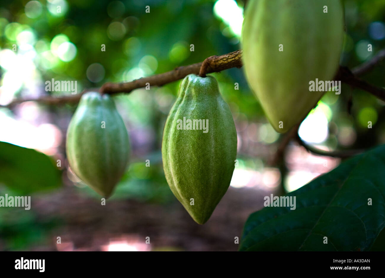Piante di cacao con la coltivazione di frutta in una fattoria in bella pezzata luce del pomeriggio. Vicino a Munnar in India. Il cioccolato Foto Stock