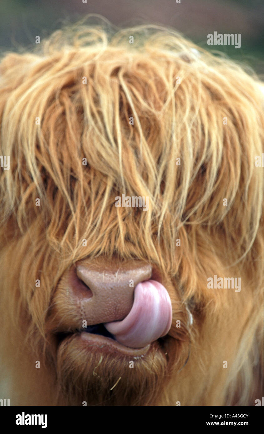 Highland mucca con la linguetta in alto il suo naso vicino al Loch lommond Scotland Regno Unito Foto Stock