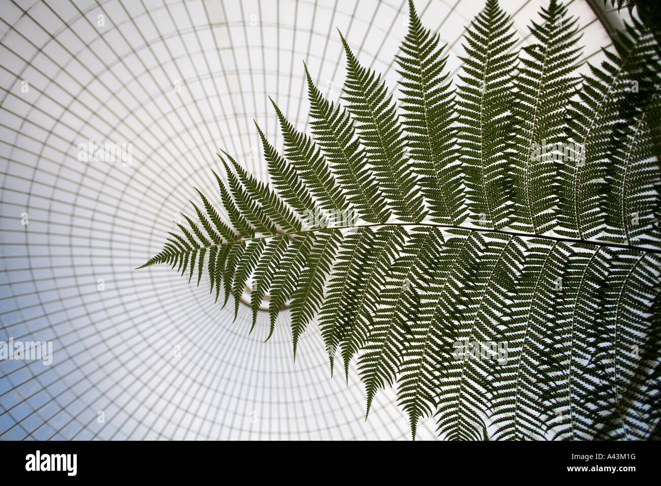 Il recentemente ristrutturato Kibble Palace in Botanic Gardens Glasgow REGNO UNITO felci arboree formare il pezzo centrale nella spettacolare glasshous Foto Stock