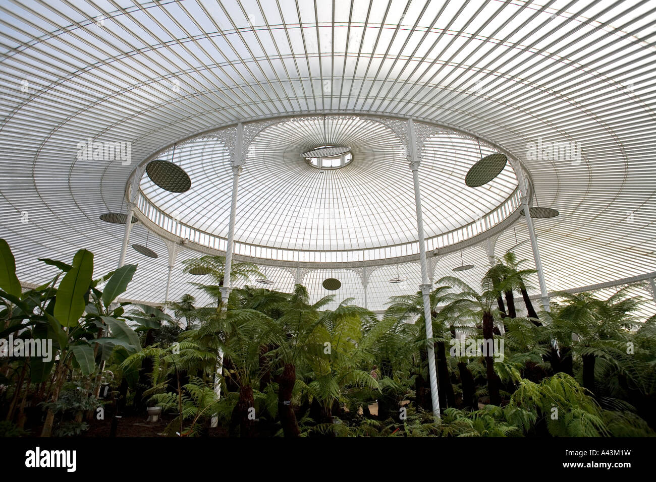 Il recentemente ristrutturato Kibble Palace in Botanic Gardens Glasgow REGNO UNITO felci arboree formare il pezzo centrale nella spettacolare glasshous Foto Stock