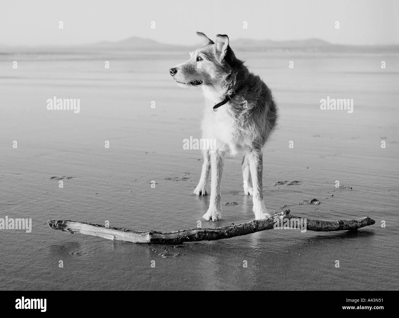 Amico Foto Stock