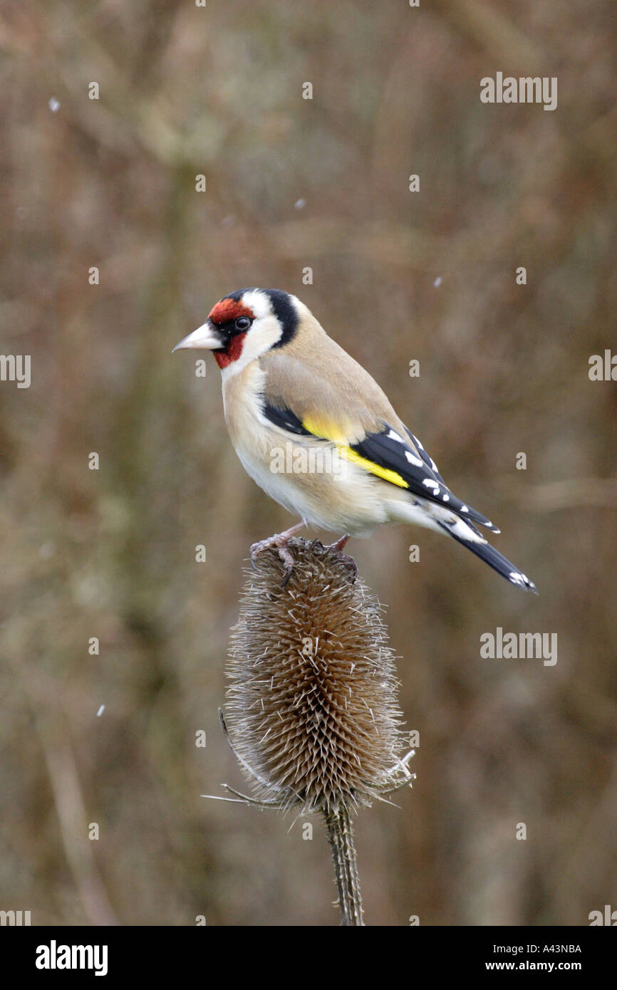 Cardellino sulla testa Teasel Foto Stock