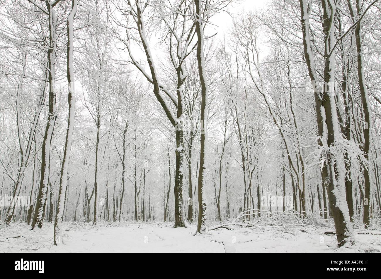 Scena di neve che mostra centinaia di faggio, con i loro tronchi coperti in fresco bianco della neve Foto Stock