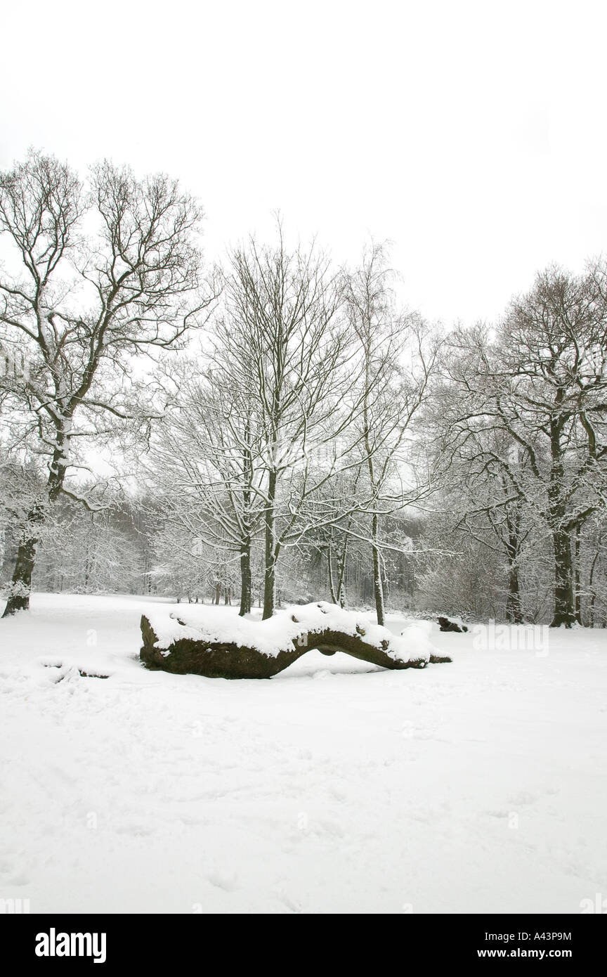 Caduto albero tronco coperto di neve fresca con alberi in background Foto Stock