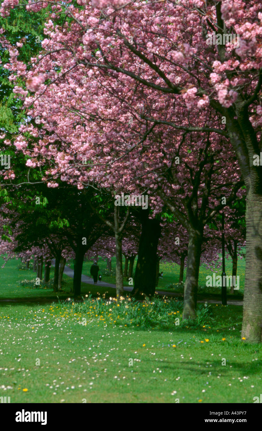 La molla di fiori di ciliegio, vaganti, Harrogate, North Yorkshire, Inghilterra, Regno Unito. Foto Stock