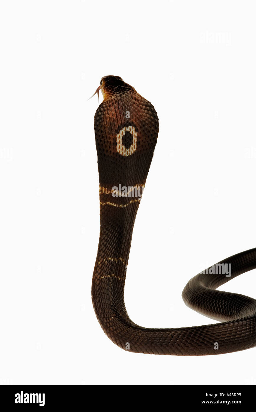 Monocled cobra Naja kaouthia. La distribuzione bangladesh india thailandia myanmar Indo Cina Foto Stock