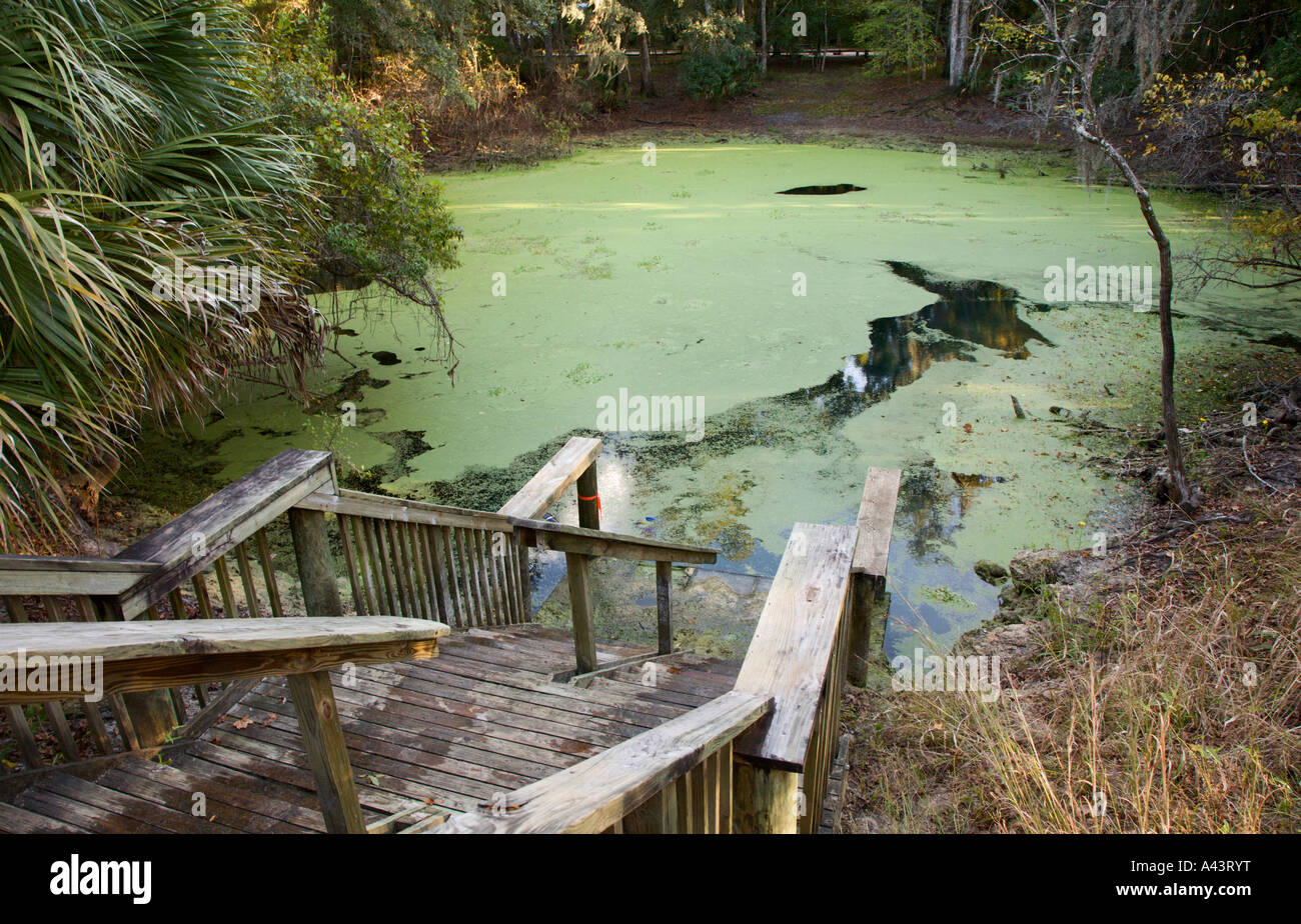 Gradini in legno portano alla vasca per immersioni a Manatee Springs State Park in Florida Foto Stock