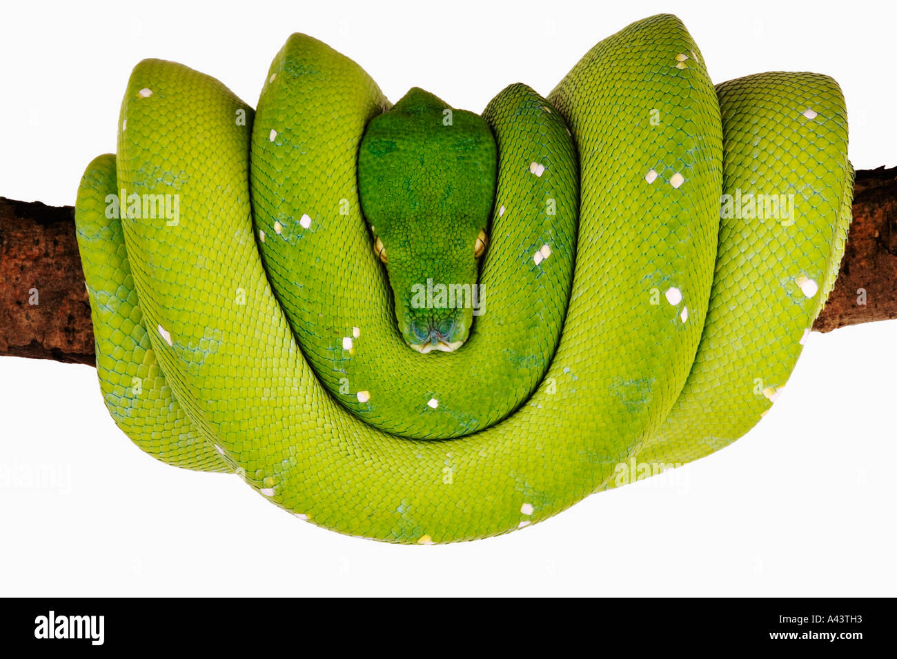 Green Tree Python Chondropython viridis Distribuzione di foreste pluviali della Nuova Guinea e isole adiacenti Foto Stock