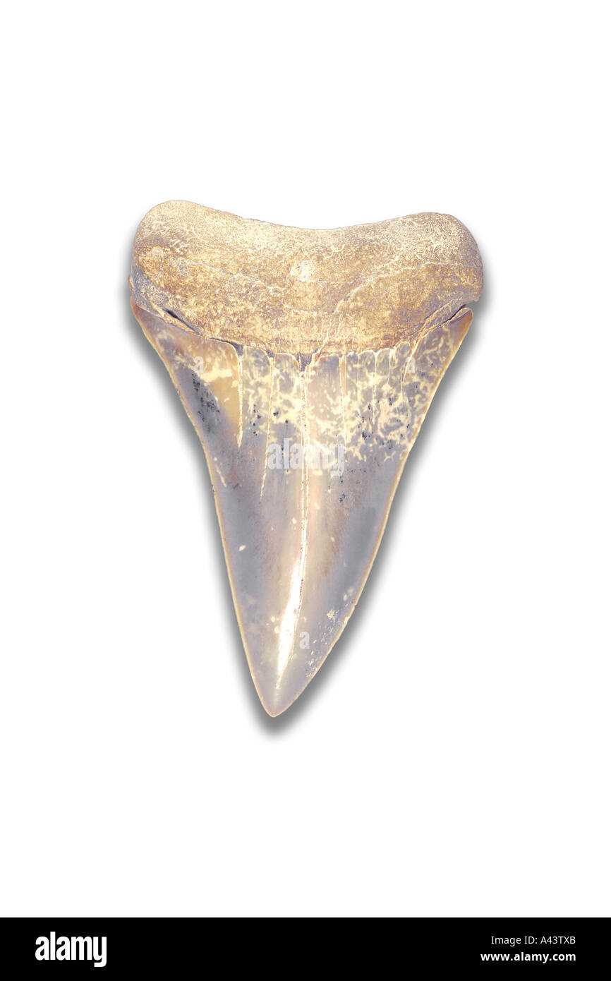 Fossile di squalo mako (Isurus Hastalis) dente dall epoca Oligocene Foto Stock
