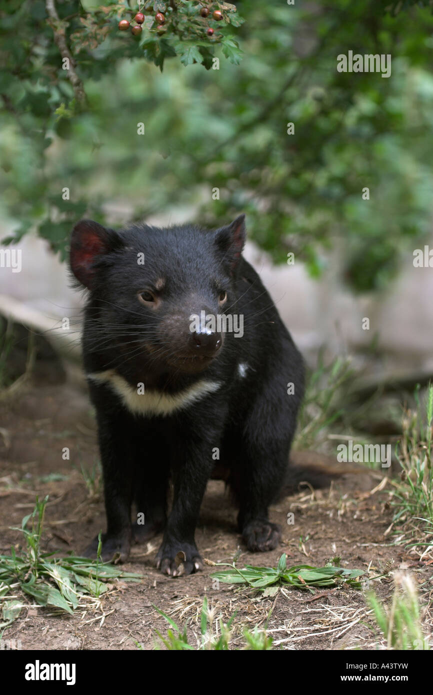 Diavolo della Tasmania, sarcophilus harrisi, singolo adulto Foto Stock