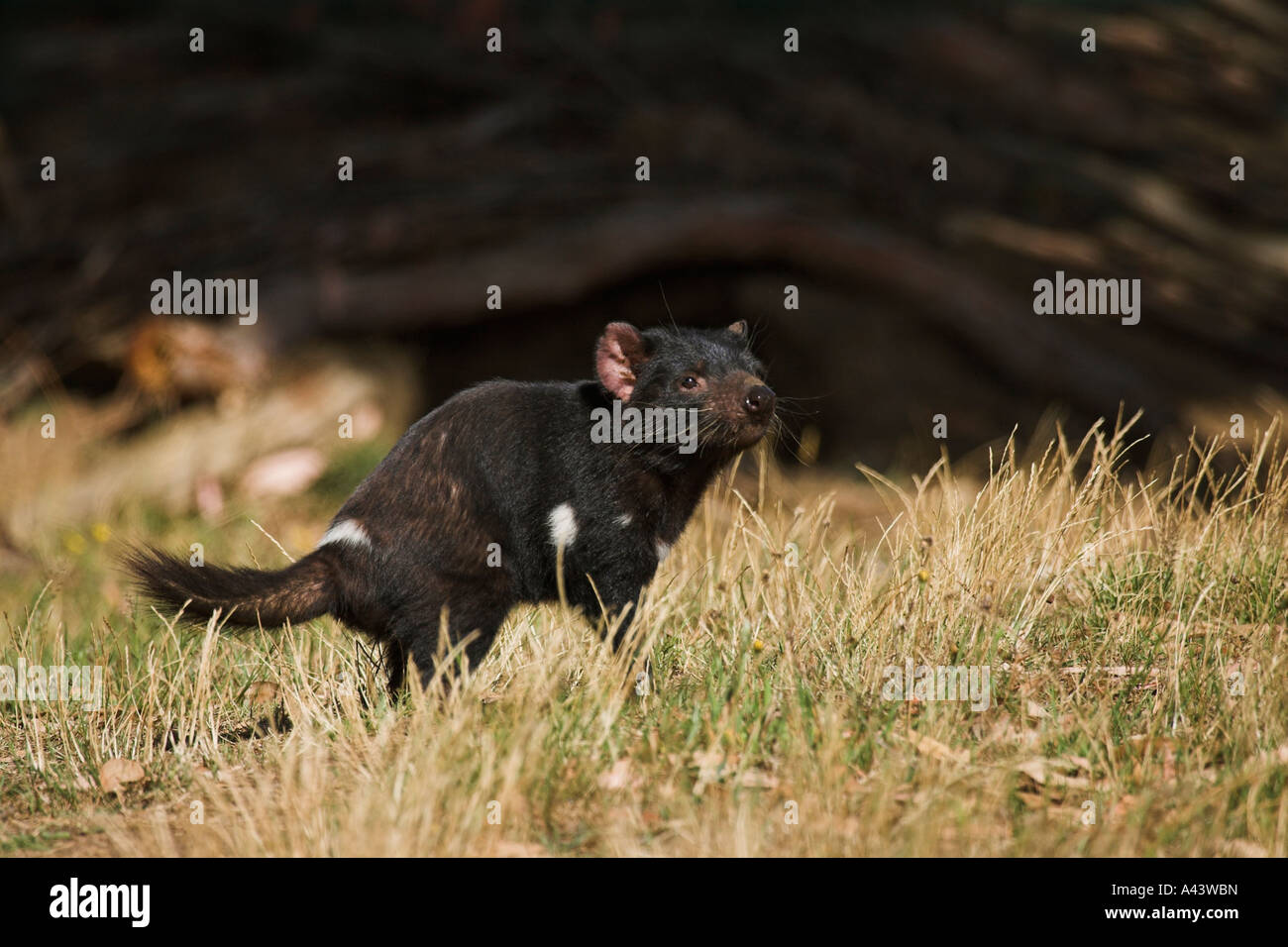 Diavolo della Tasmania, sarcophilus harrisi, singolo adulto Foto Stock