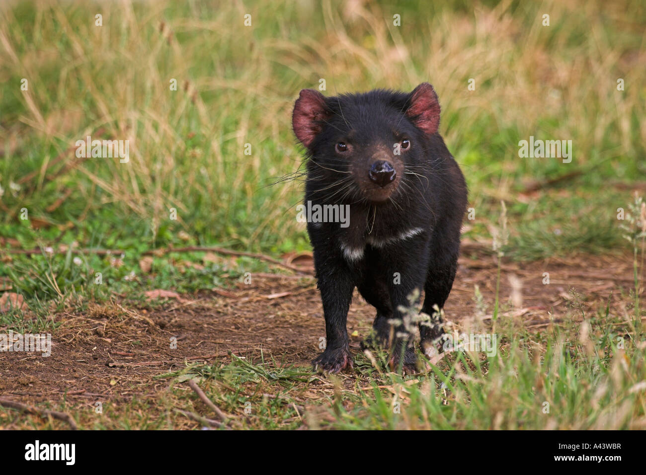 Diavolo della Tasmania, sarcophilus harrisi, singolo adulto Foto Stock