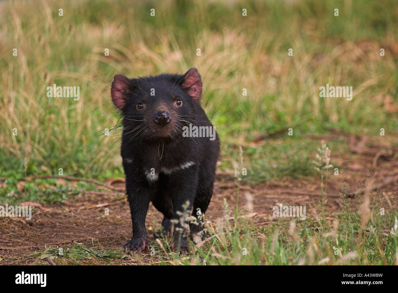 Diavolo della Tasmania, sarcophilus harrisi, singolo adulto Foto Stock