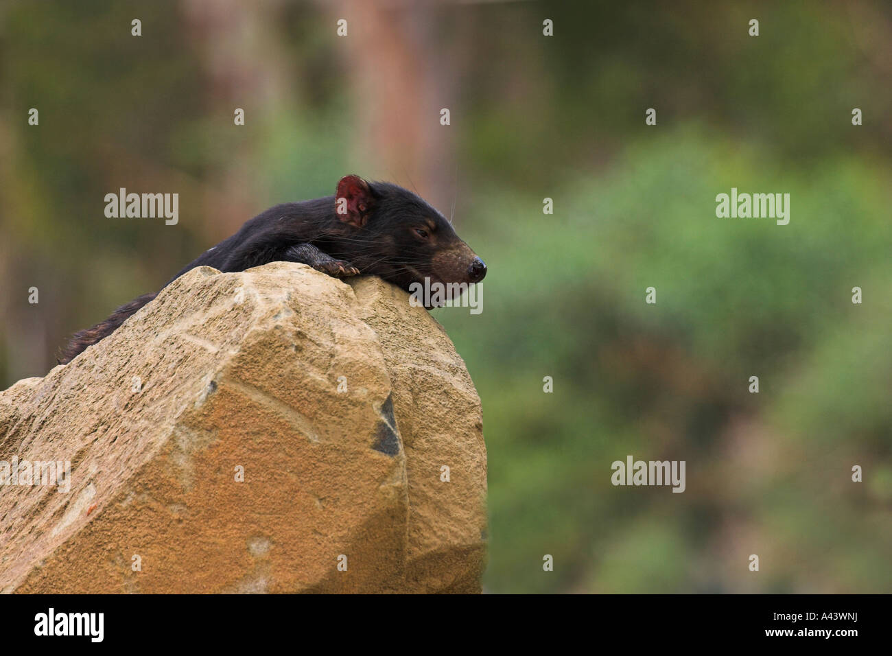 Diavolo della Tasmania, sarcophilus harrisi, singolo adulto giacente su una roccia Foto Stock