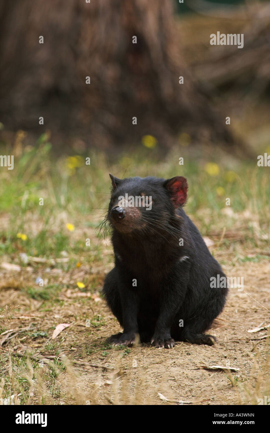 Diavolo della Tasmania, sarcophilus harrisi, singolo adulto seduto Foto Stock
