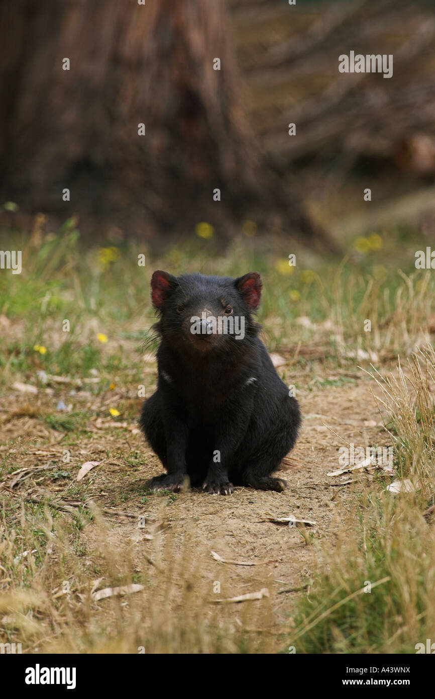 Diavolo della Tasmania, sarcophilus harrisi, singolo adulto seduto Foto Stock