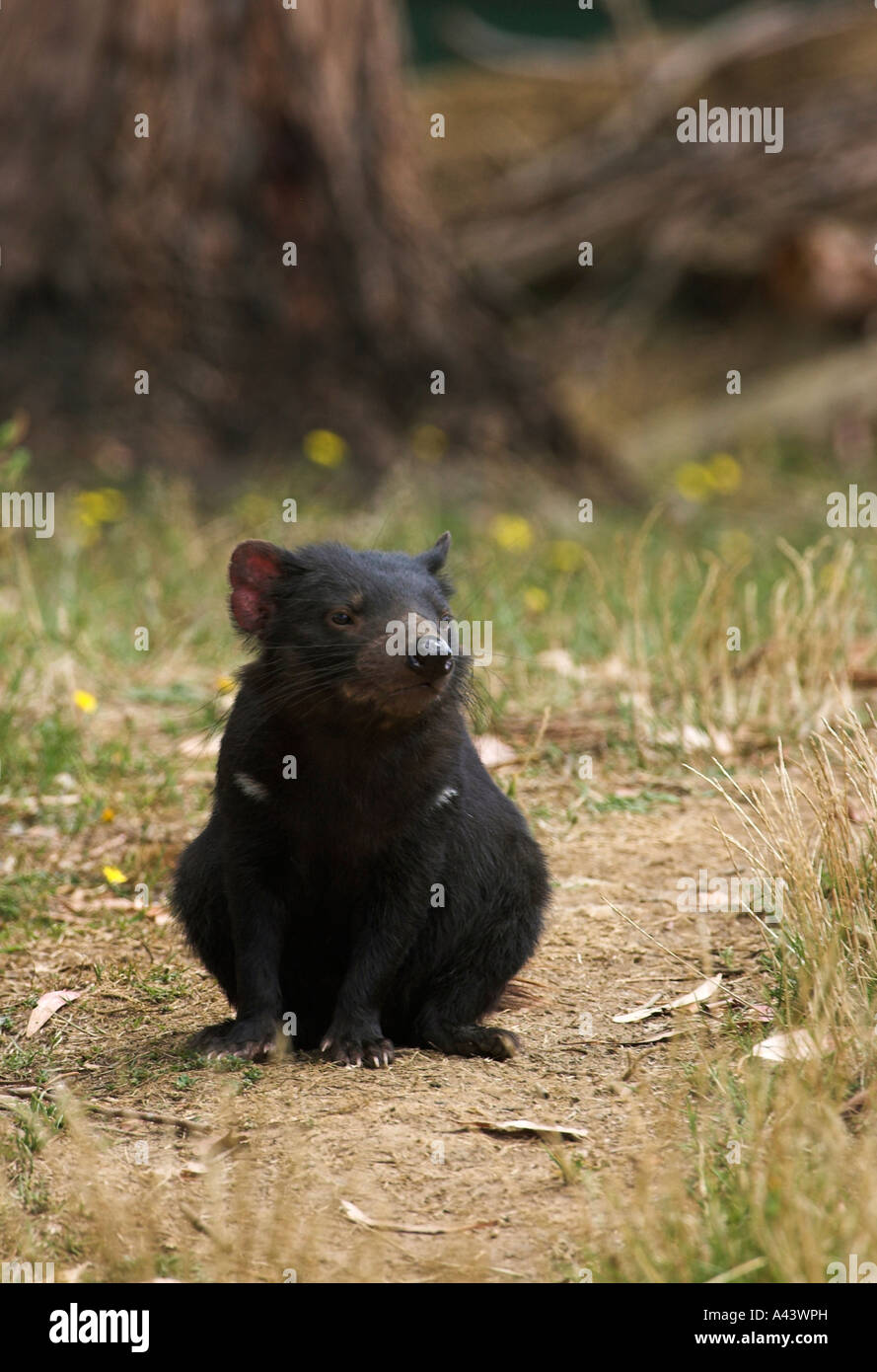 Diavolo della Tasmania, sarcophilus harrisi, singolo adulto seduto Foto Stock