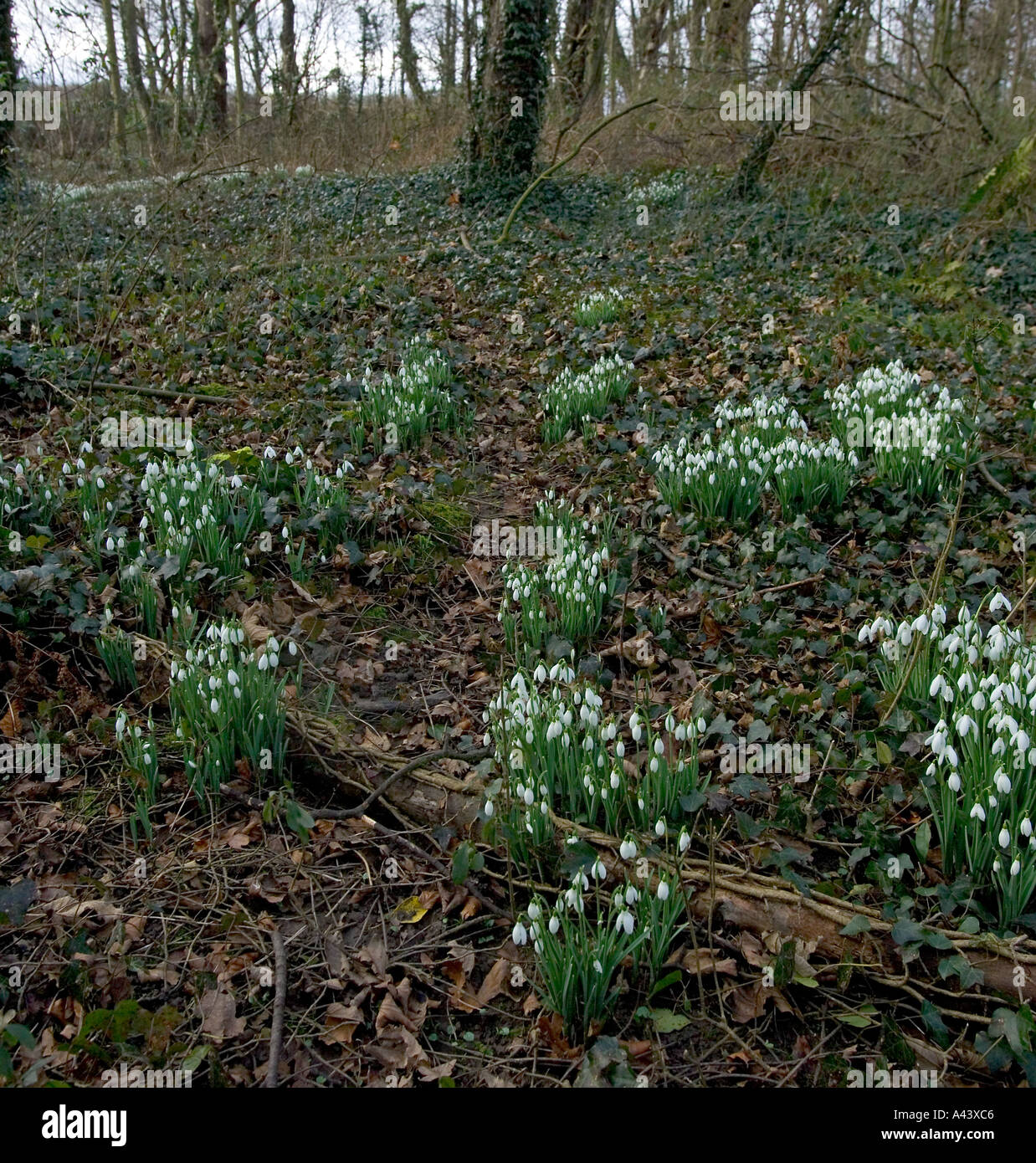 Snowdrops Northumberland Febbraio Foto Stock