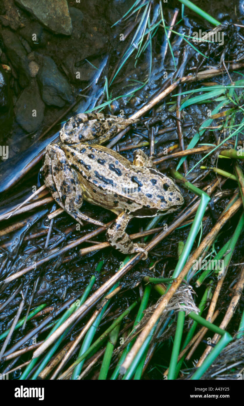 Adulto Rana comune (Rana temporaria) Foto Stock
