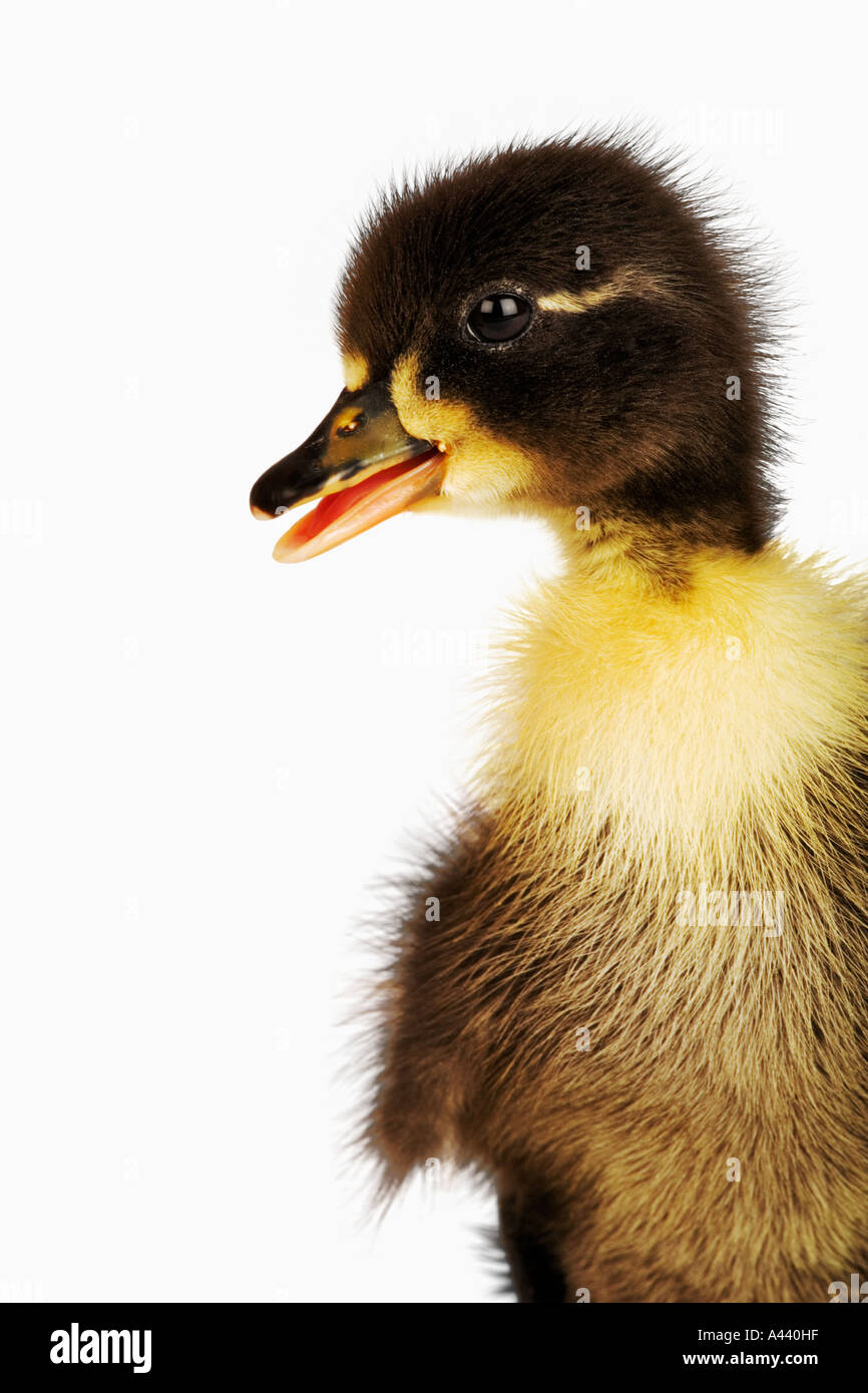 Chiamata anatre anatroccoli piccola Razza di Anatra domestica sviluppata come chiamare le anatre di esca wild mallard in Gran Bretagna e Olanda tenuti come animali domestici Foto Stock