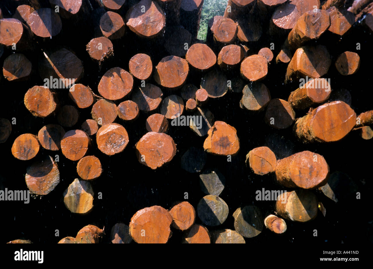 Francia legname di alberi ad albero tronco foro dello stelo Foto Stock