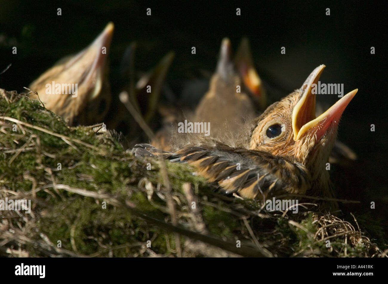 Tordo Bottaccio pulcini nel nido in attesa di cibo Foto Stock